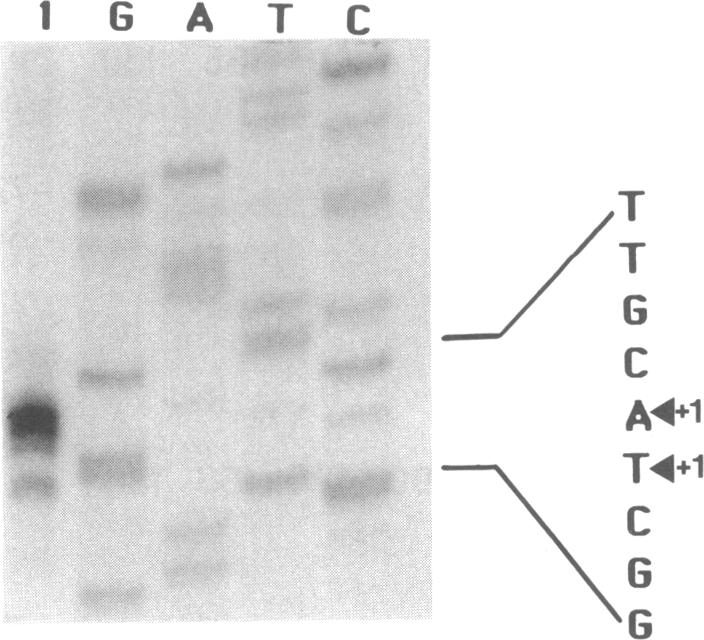 graphic file with name pnas00251-0144-a.jpg