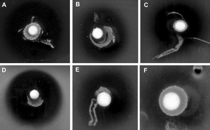 Fig. 2