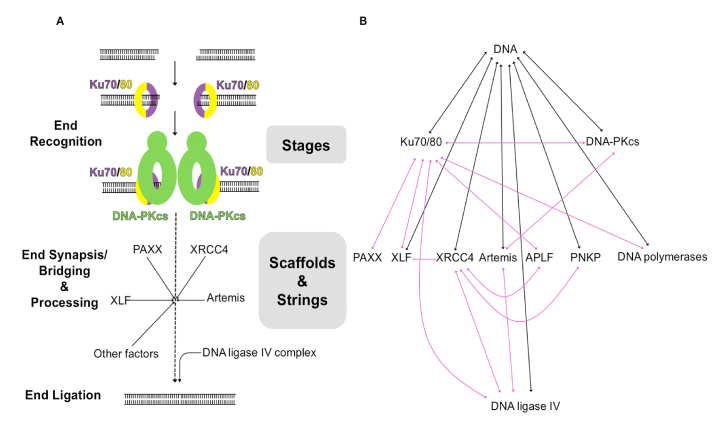 Fig. 1