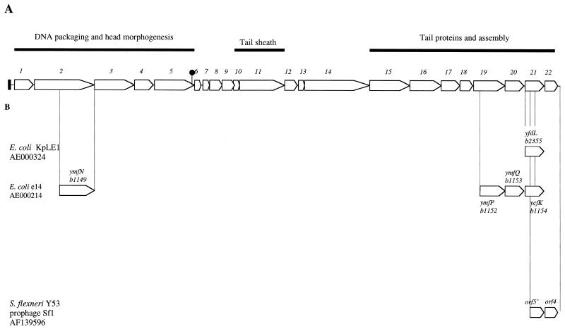 FIG. 1.