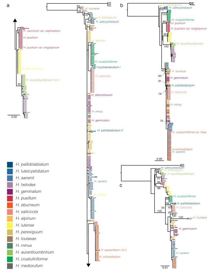 Decrypting the Hebeloma crustuliniforme complex: European species of ...