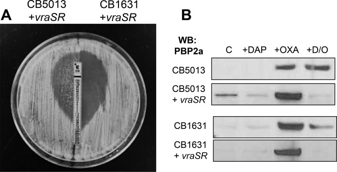 FIG 8