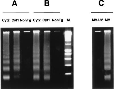 FIG. 5