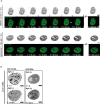 Figure 5—figure supplement 4.