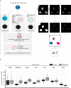 Figure 5—figure supplement 8.