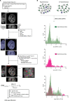 Figure 2—figure supplement 1.