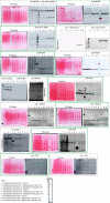 Figure 5—figure supplement 6.