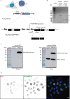 Figure 5—figure supplement 3.