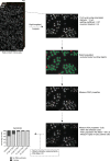 Figure 5—figure supplement 2.