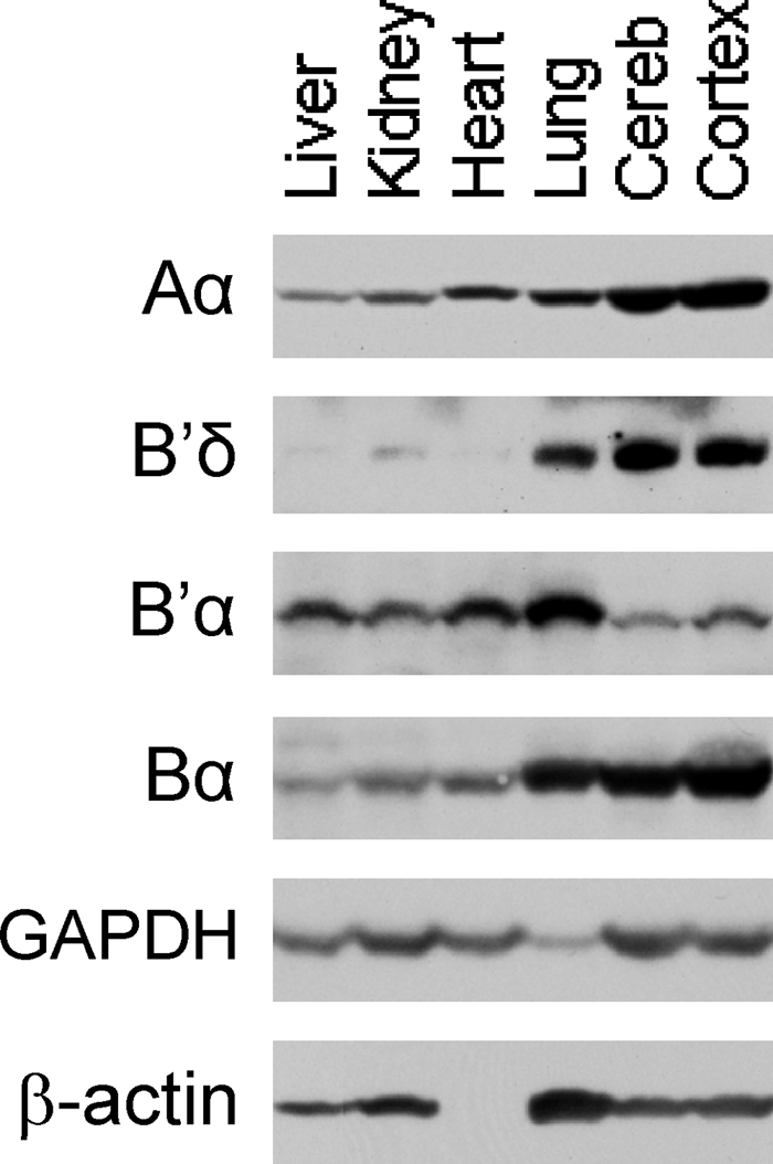 Fig. 9.