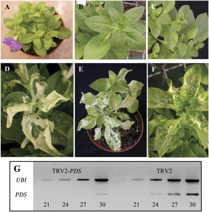 Figure 2.