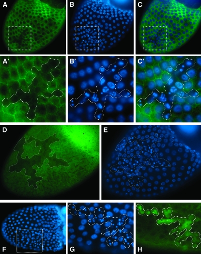 Figure 6.—