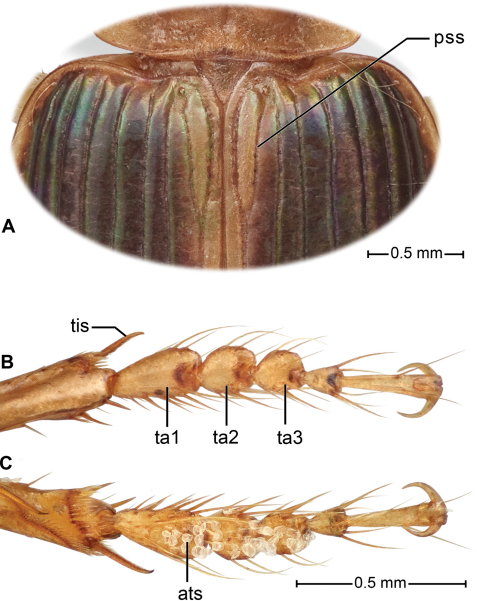 Figure 3.