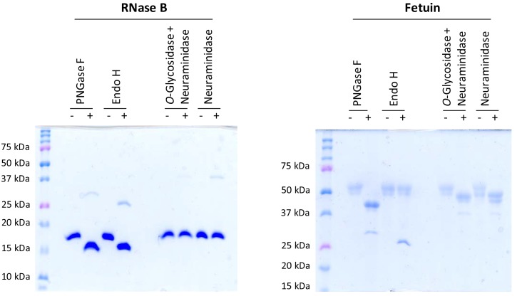 Figure 3—figure supplement 1.