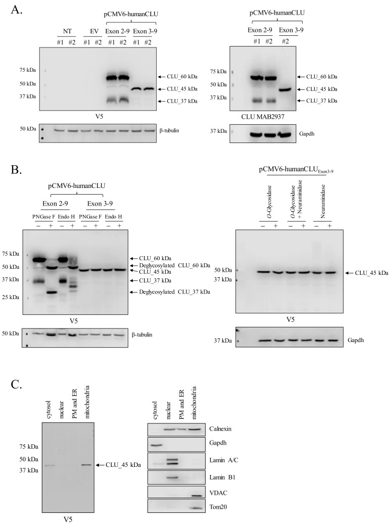 Figure 7.