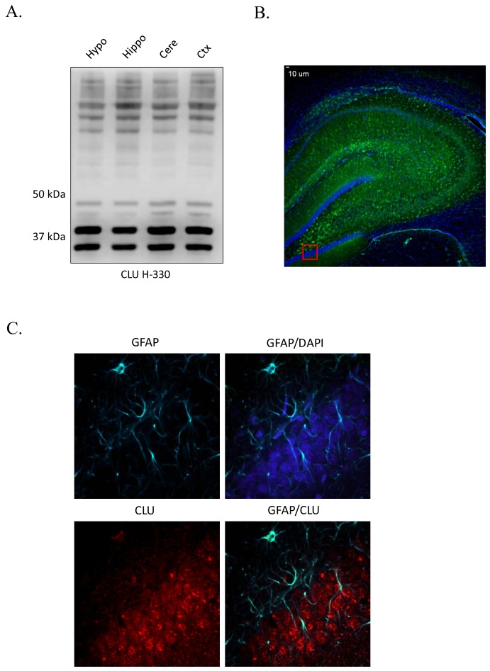 Figure 1—figure supplement 1.