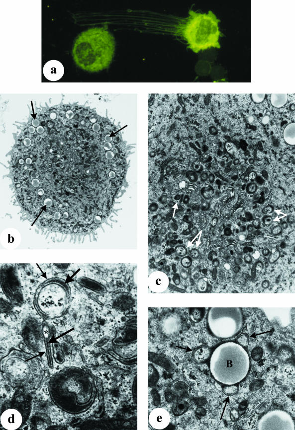 Fig. 5