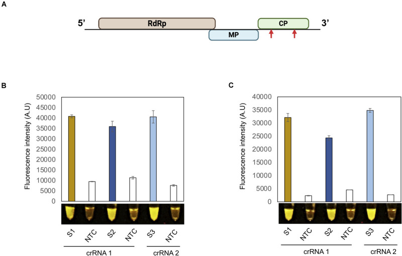 FIGURE 2