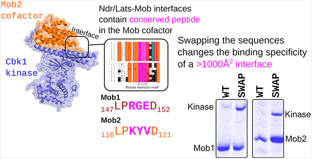 graphic file with name nihms-1726713-f0001.jpg