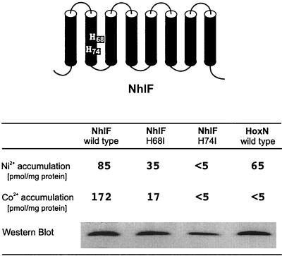 FIG. 1.