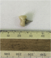 Fig. 5