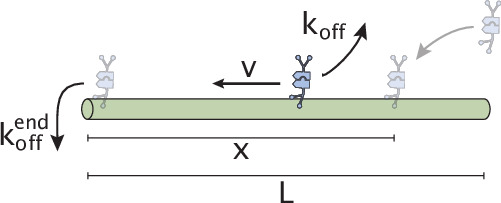 Appendix 1—figure 7.