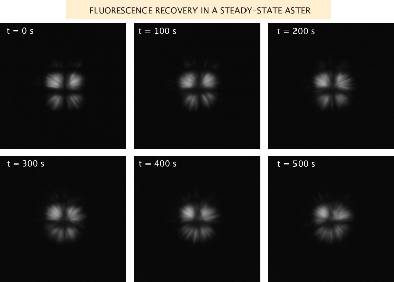 Appendix 1—figure 4.