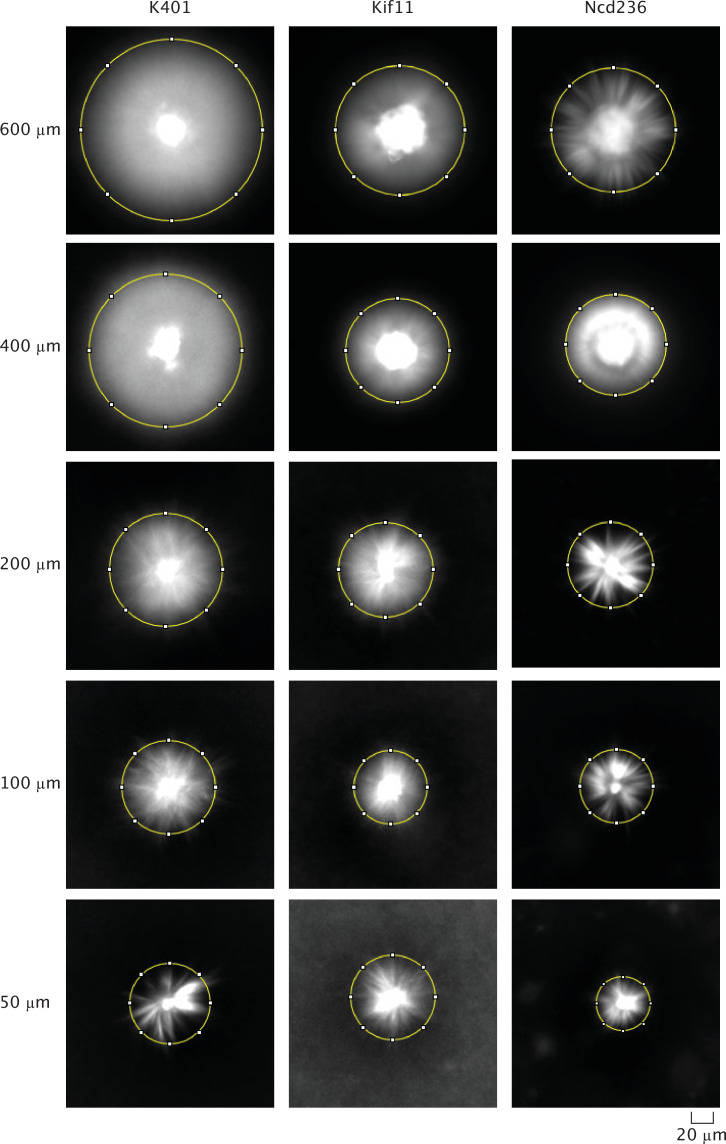 Figure 1—figure supplement 2.