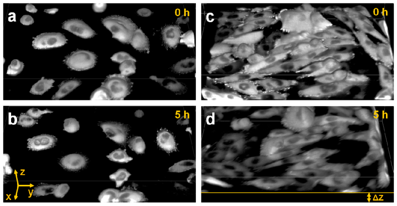 Fig. 5