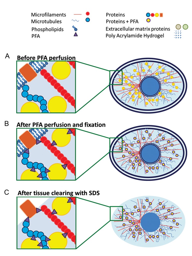 Fig.2