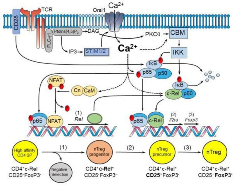 Figure 3: