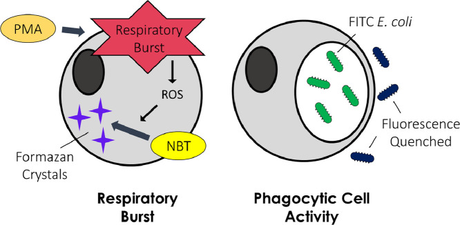 Image, graphical abstract