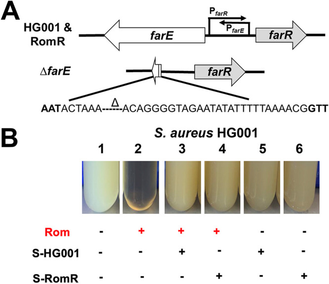 FIG 1