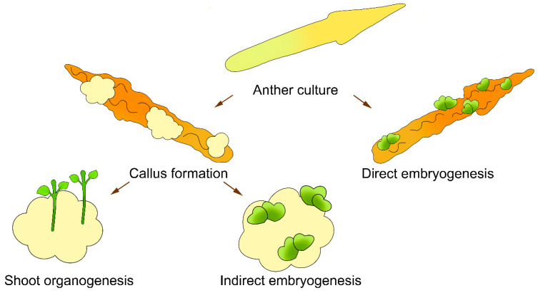 The Production of Helianthus Haploids: A Review of Its Current Status ...