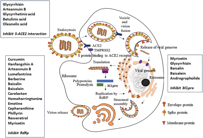 FIGURE 1