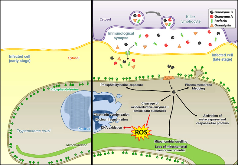 Figure 4