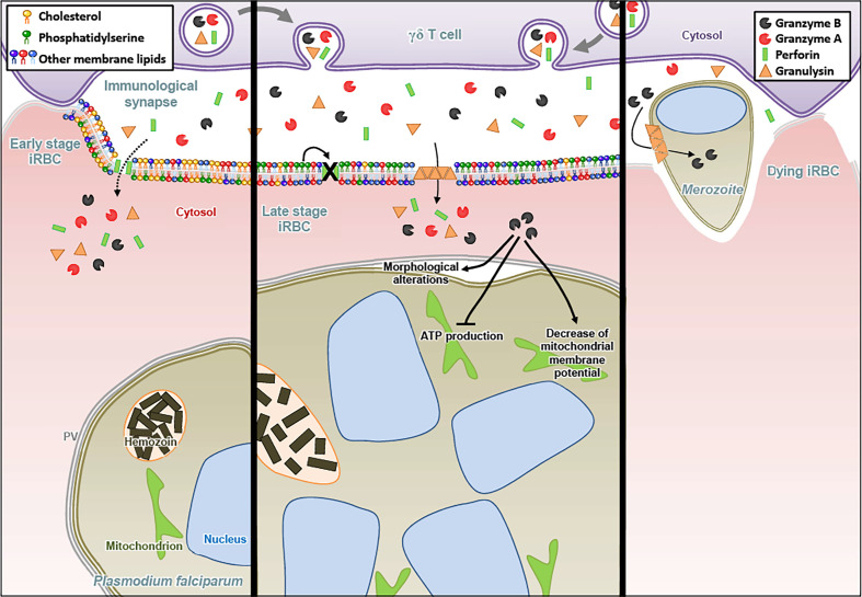 Figure 3