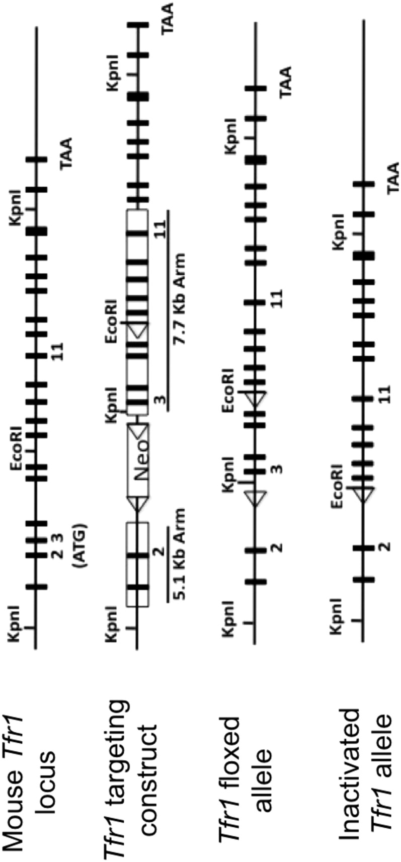 Fig. S1.