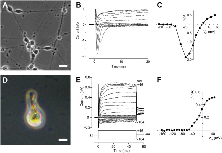 Fig. 7