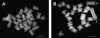 F<sc>igure</sc> 3.—