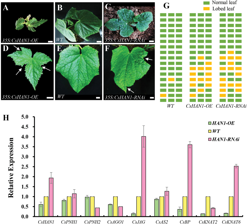 Fig. 6.