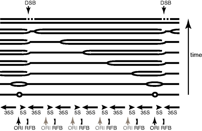 Fig. 2.—