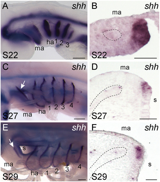 Fig. 5.