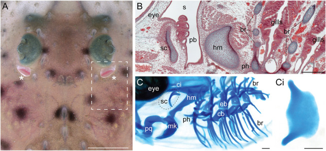 Fig. 1.