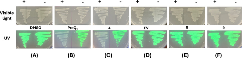 Fig. 6