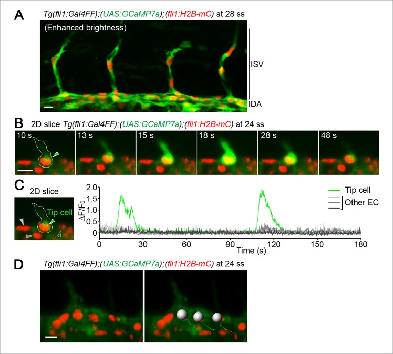 Figure 1—figure supplement 2.