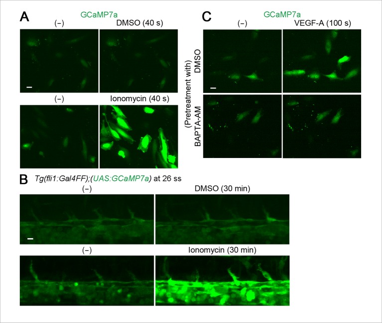 Figure 1—figure supplement 1.