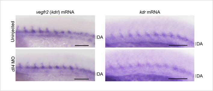 Figure 9—figure supplement 4.