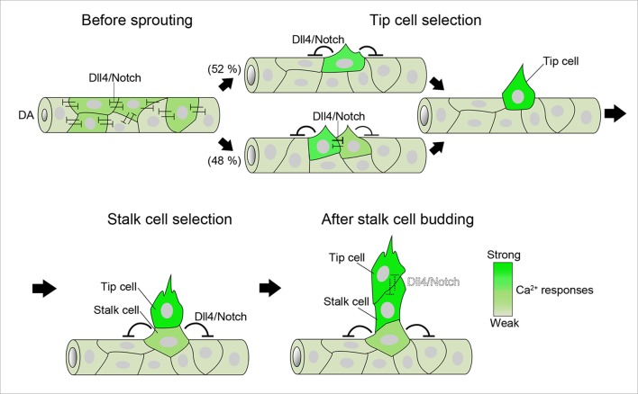 Figure 12.