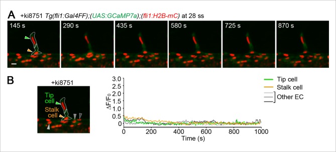 Figure 5—figure supplement 1.